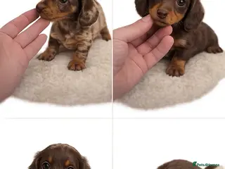 Miniature Dachshund dogs Miniature dachshund - Advert 17