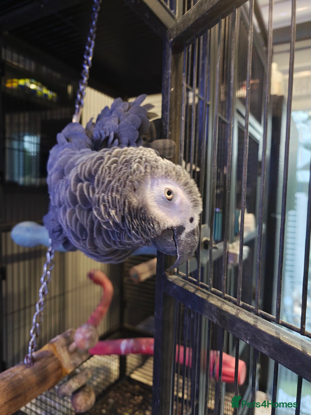Parrots birds for sale: African Grey Parrot  - Image 6