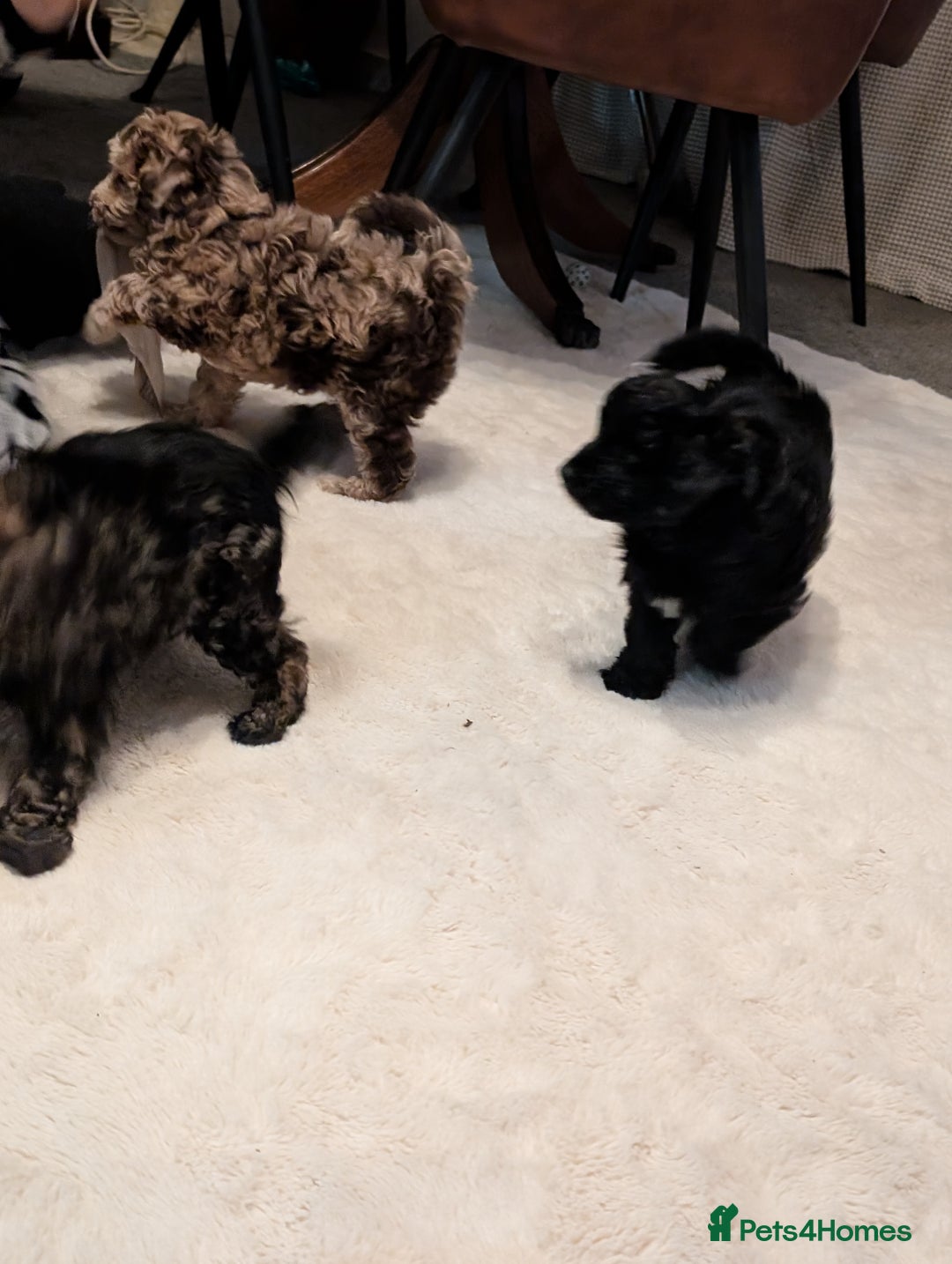 Cavapoo dogs for sale: Fabulous chocolate Cavapoos - Advert 5