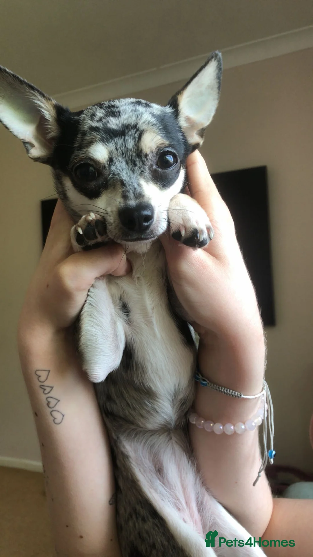 Chihuahua dogs for sale: Mum and daughter chihuahuas  - Advert 4