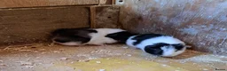 Guinea Pig rodents for sale: Gorgeous baby guinea pigs  - Advert 1