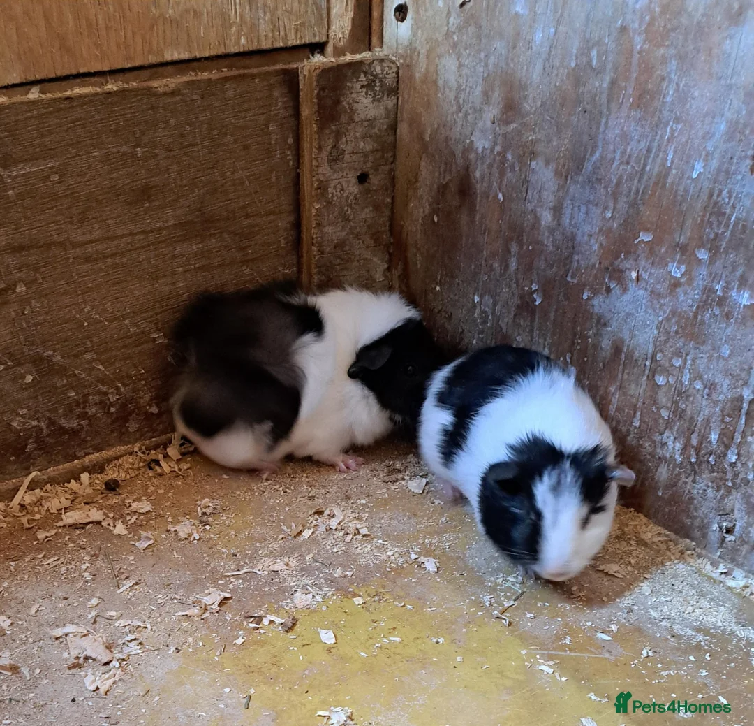 Guinea Pig rodents for sale: Gorgeous baby guinea pigs  - Advert 1