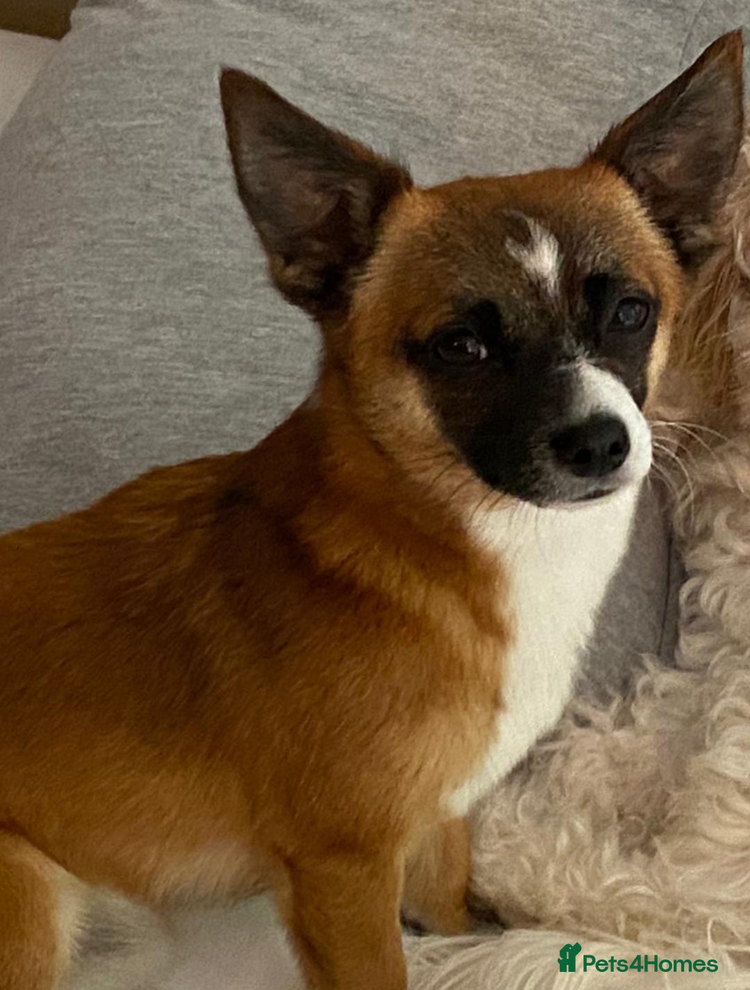 Mixed Breed dogs for sale: Loving home for bear bear  - Advert 5