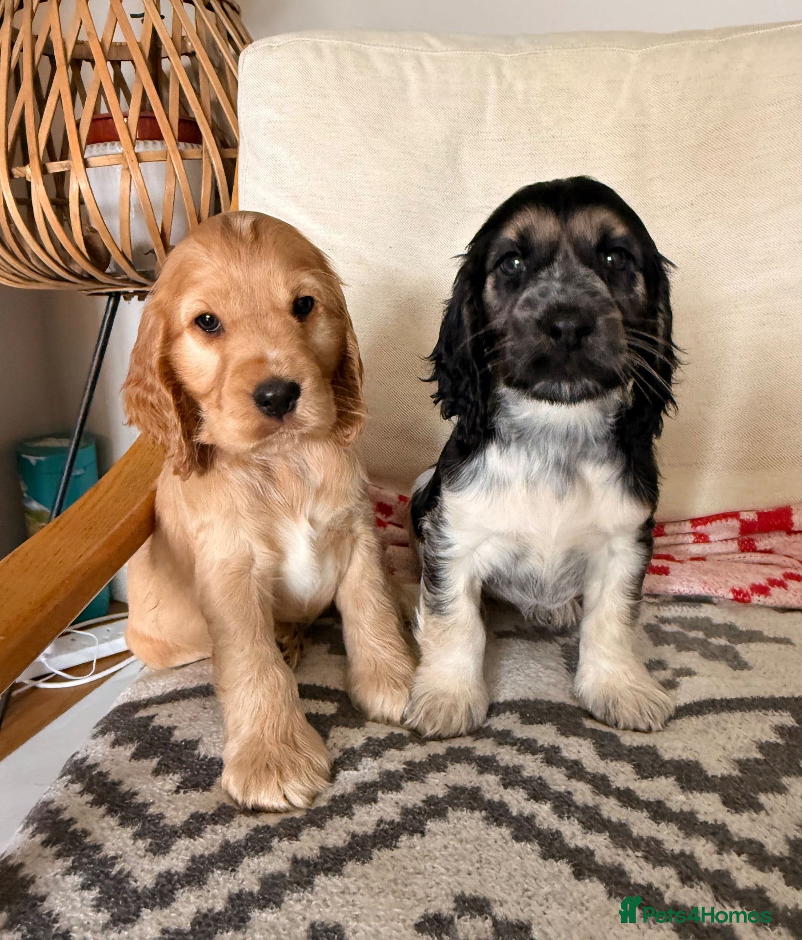 Cocker Spaniel dogs KC, Show Cocker Spaniel puppies  - Advert 2