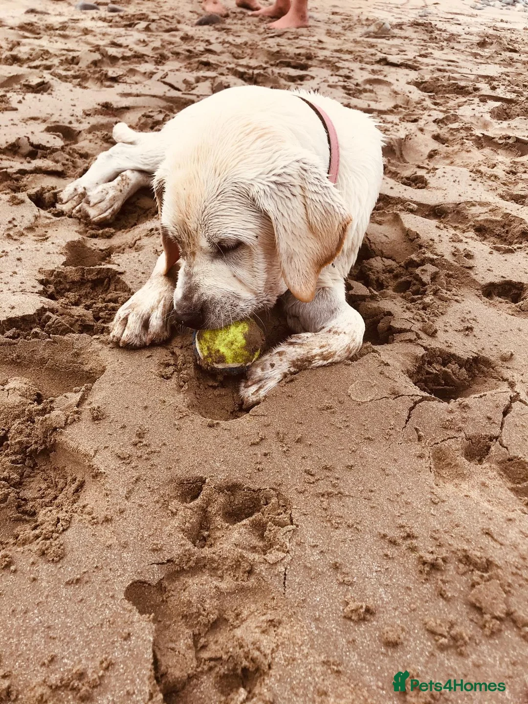 Labrador Retriever dogs for stud: Purple Genie (Duke)  Well proven stud in West Bromwich - Advert 15