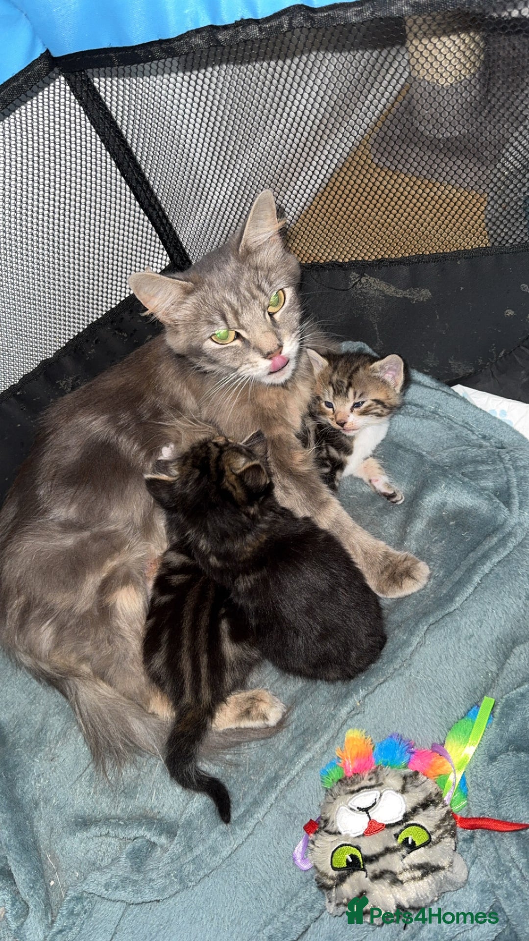 British Longhair cats for sale: KITTENS  - Image 5