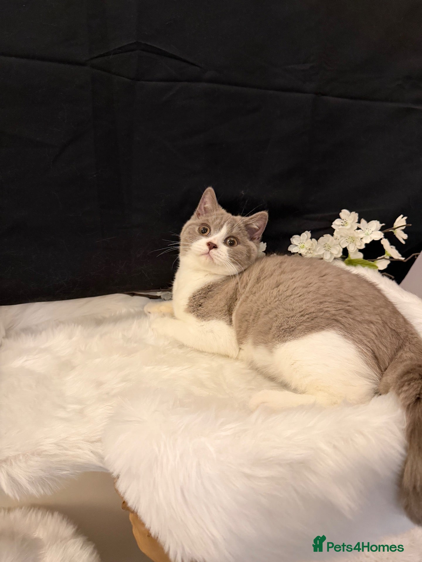 British Shorthair cats READY NOW - REGISTERED FULL PEDIGREE BSH FROM £595 - Advert 2