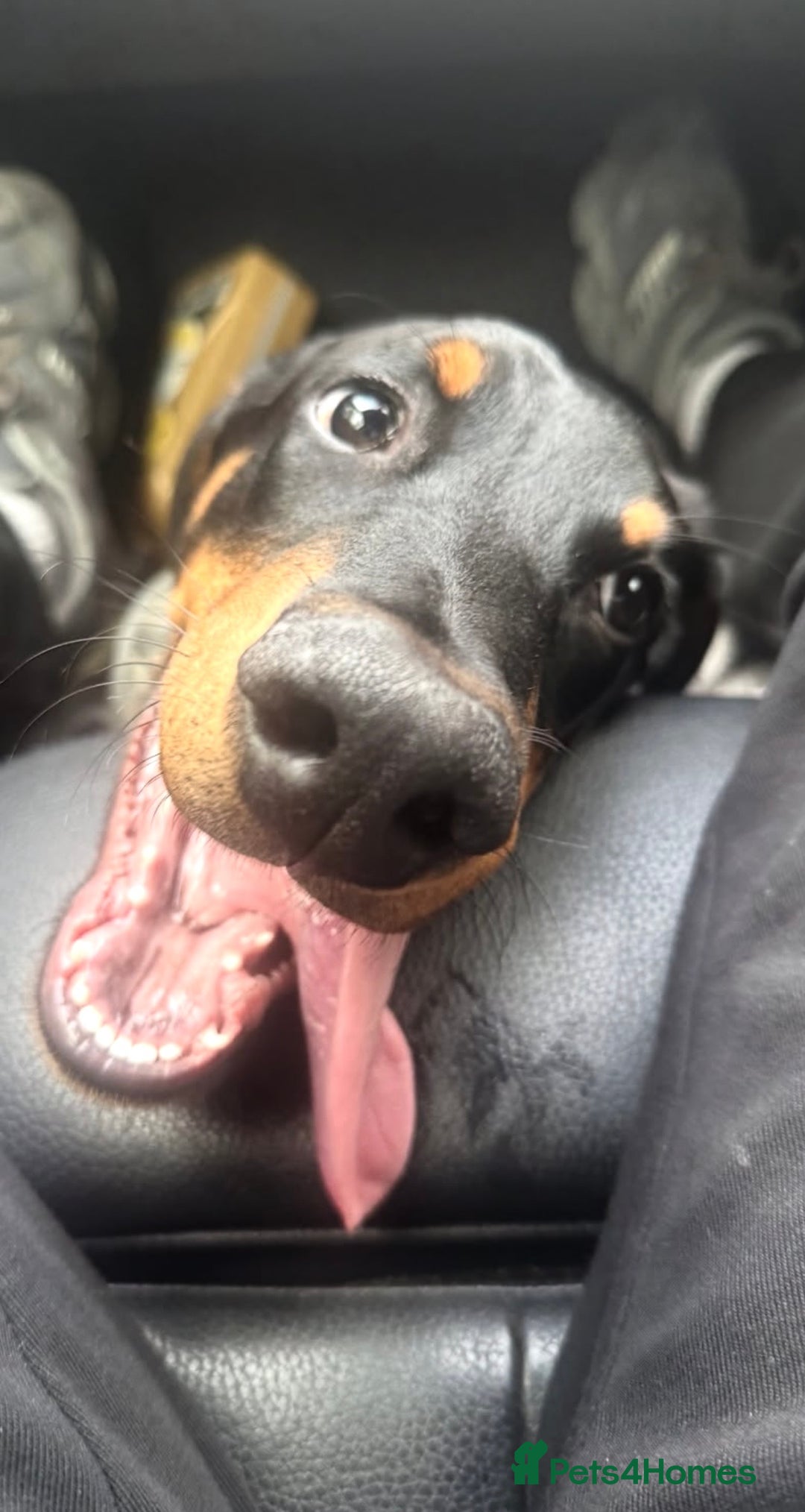 Dobermann dogs for sale: 6 month old Doberman for sale  - Advert 3