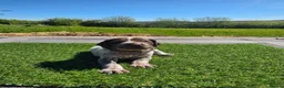 German Shorthaired Pointer dogs for sale: Stunning example of KC German Shorthaired Pointers in Tredegar - Advert 24