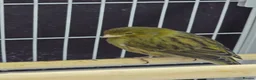 Canaries birds for sale: 1 canary left - Advert 1