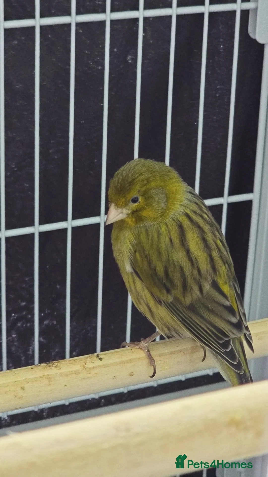 Canaries birds for sale: 1 canary left - Advert 1