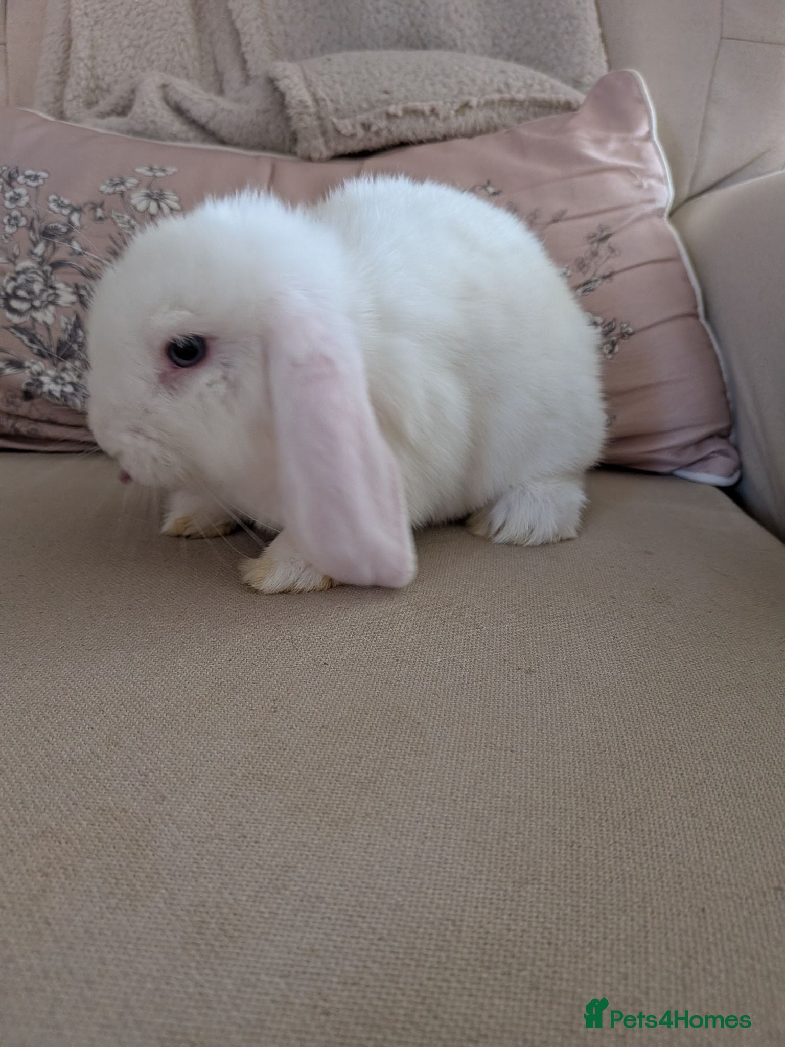 Mini Lop rabbits Purebred BEW minilop buck AVAILABLE NOW - Advert 1