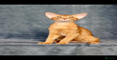 Abyssinian cats - Advert 9
