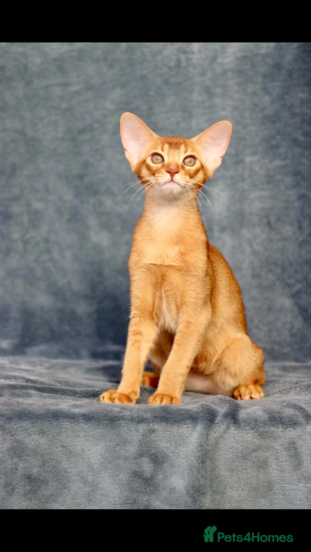 Abyssinian cats for sale: Beautiful Abyssinian Kittens- Raised with Love - Image 2