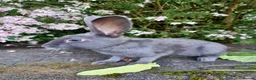 English rabbits for sale: Yurvac vaccinated English rabbits, ready now!  - Advert 4