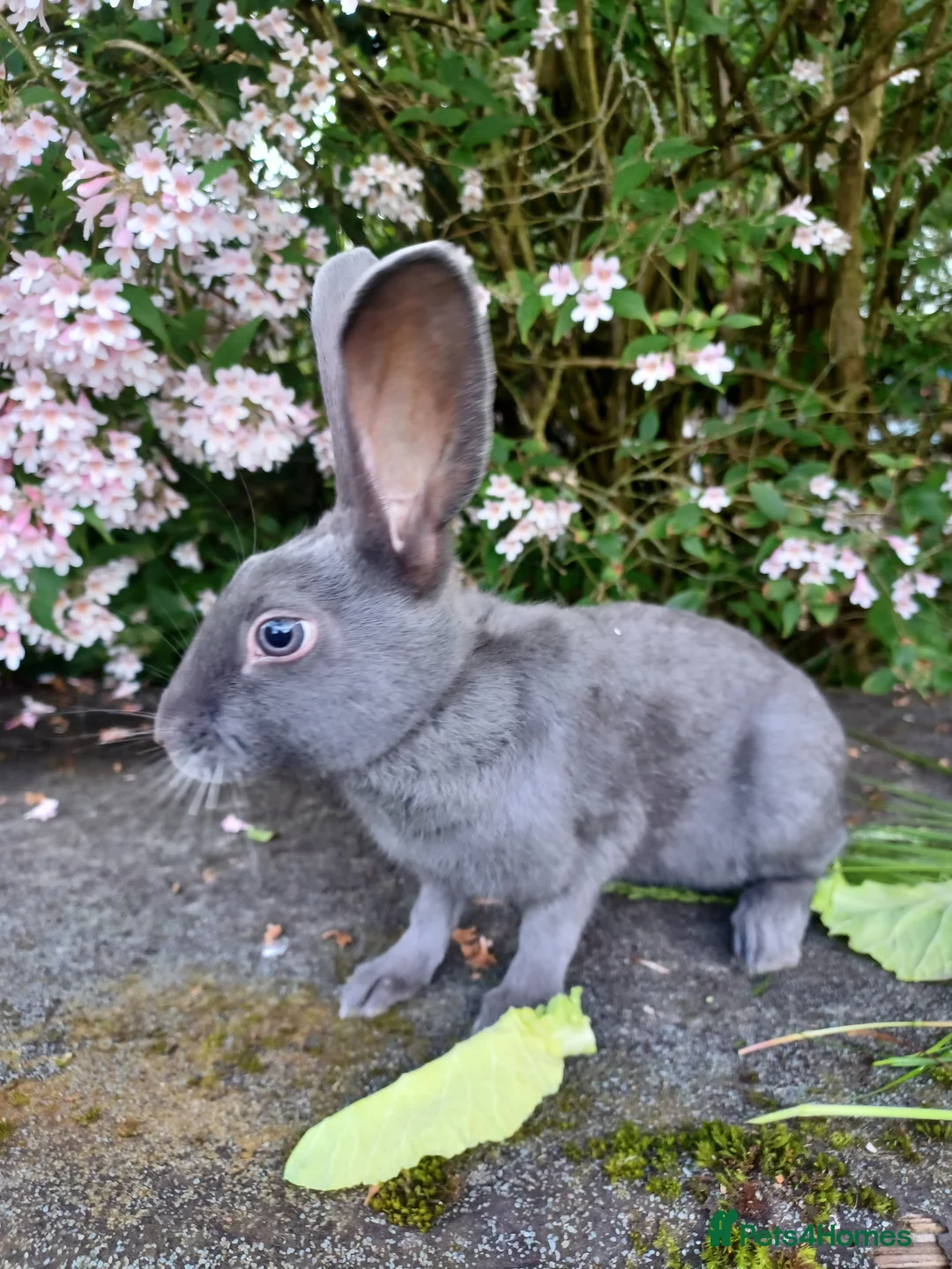 English rabbits for sale: Yurvac vaccinated self English rabbit, ready now!  - Advert 2