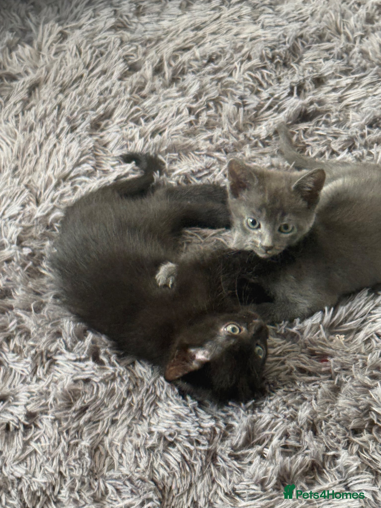 Russian Blue cats Mum cat and kitten - Advert 3