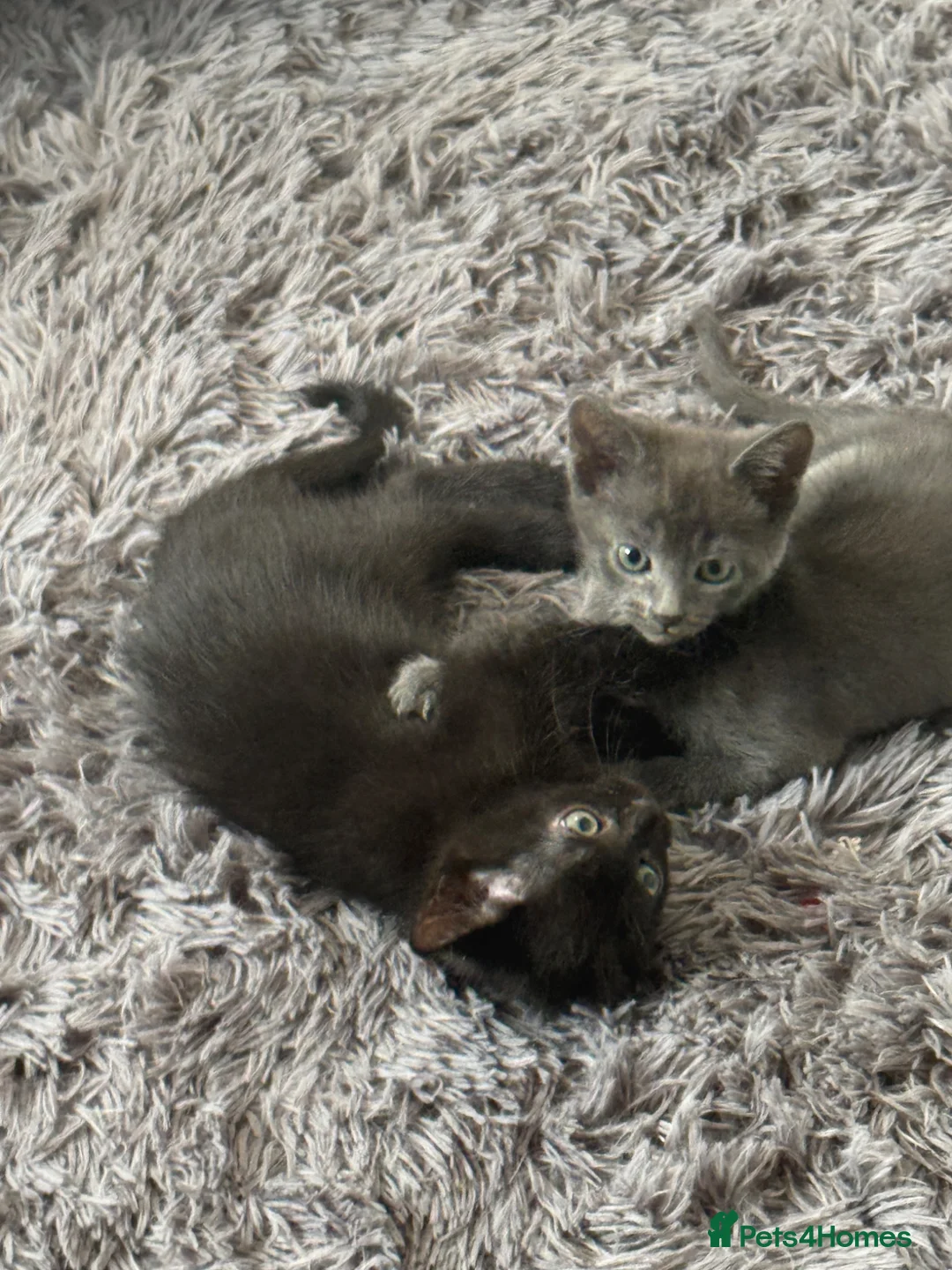 Russian Blue cats for sale: Mum cat and kitten in Bristol - Advert 1