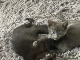 Russian Blue cats Mum cat and kitten - Advert 3