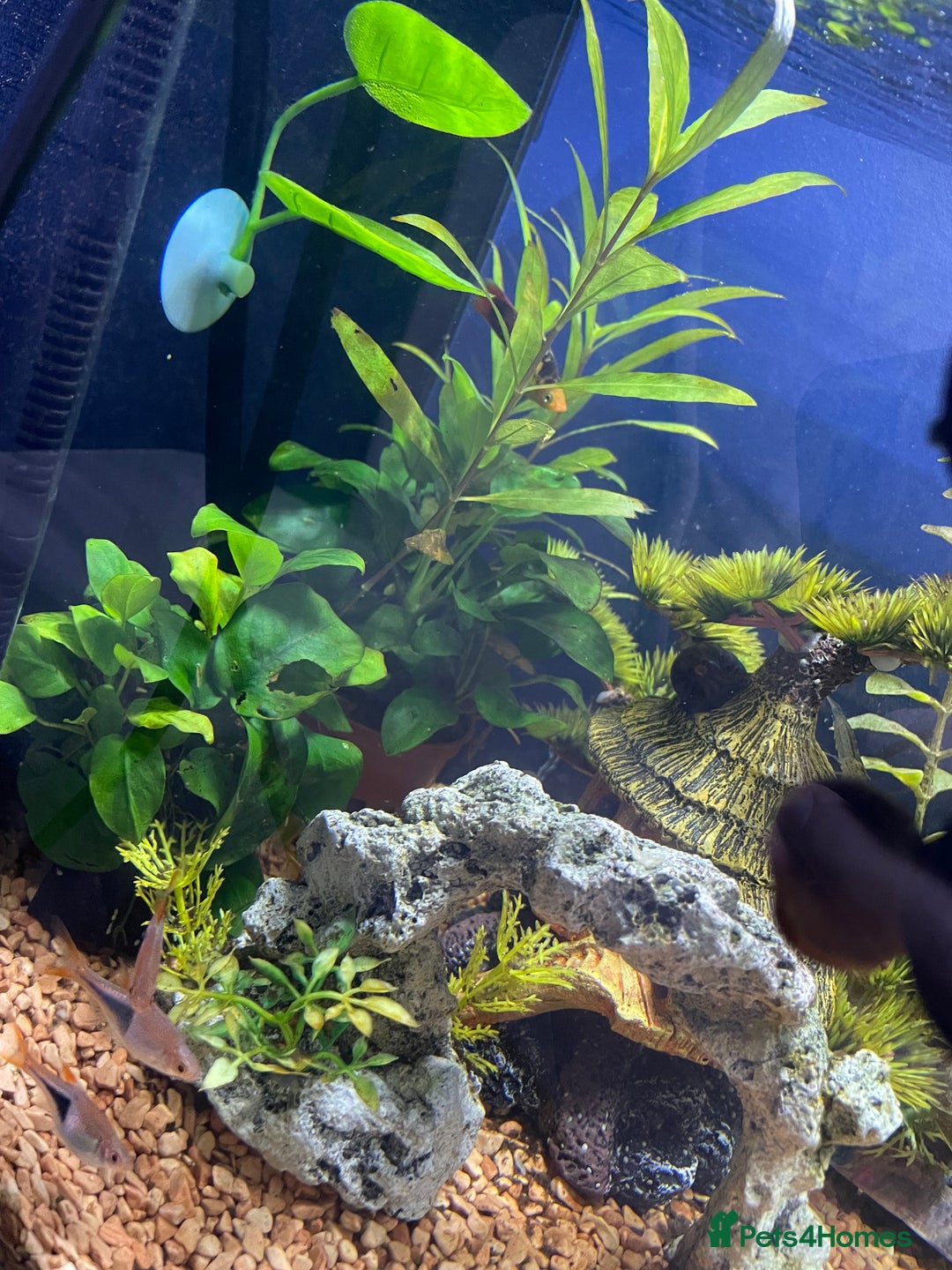 Other/Mixed Breed fish for sale: Tropical 22L Tank - Fish, Heater & Filter Included - Image 4