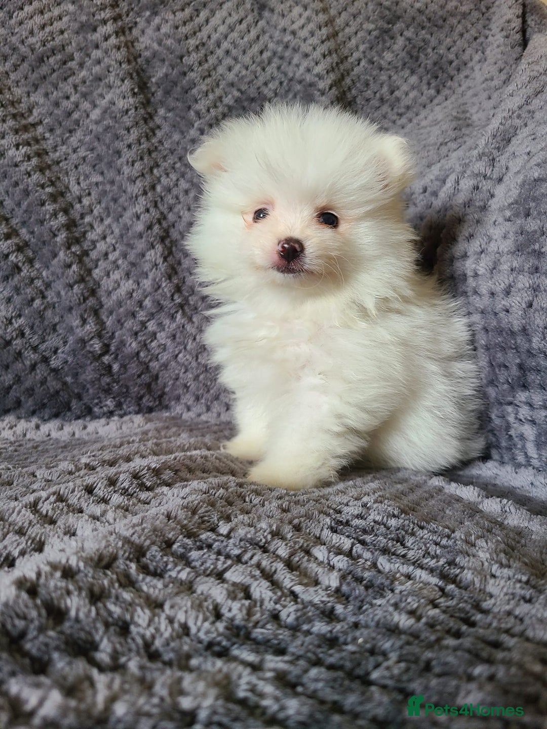 Pomeranian dogs for sale: Gorgeous litter of pomeranian puppies💙💖 - Image 15
