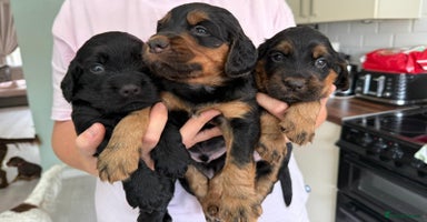 Sprocker dogs - Advert 4