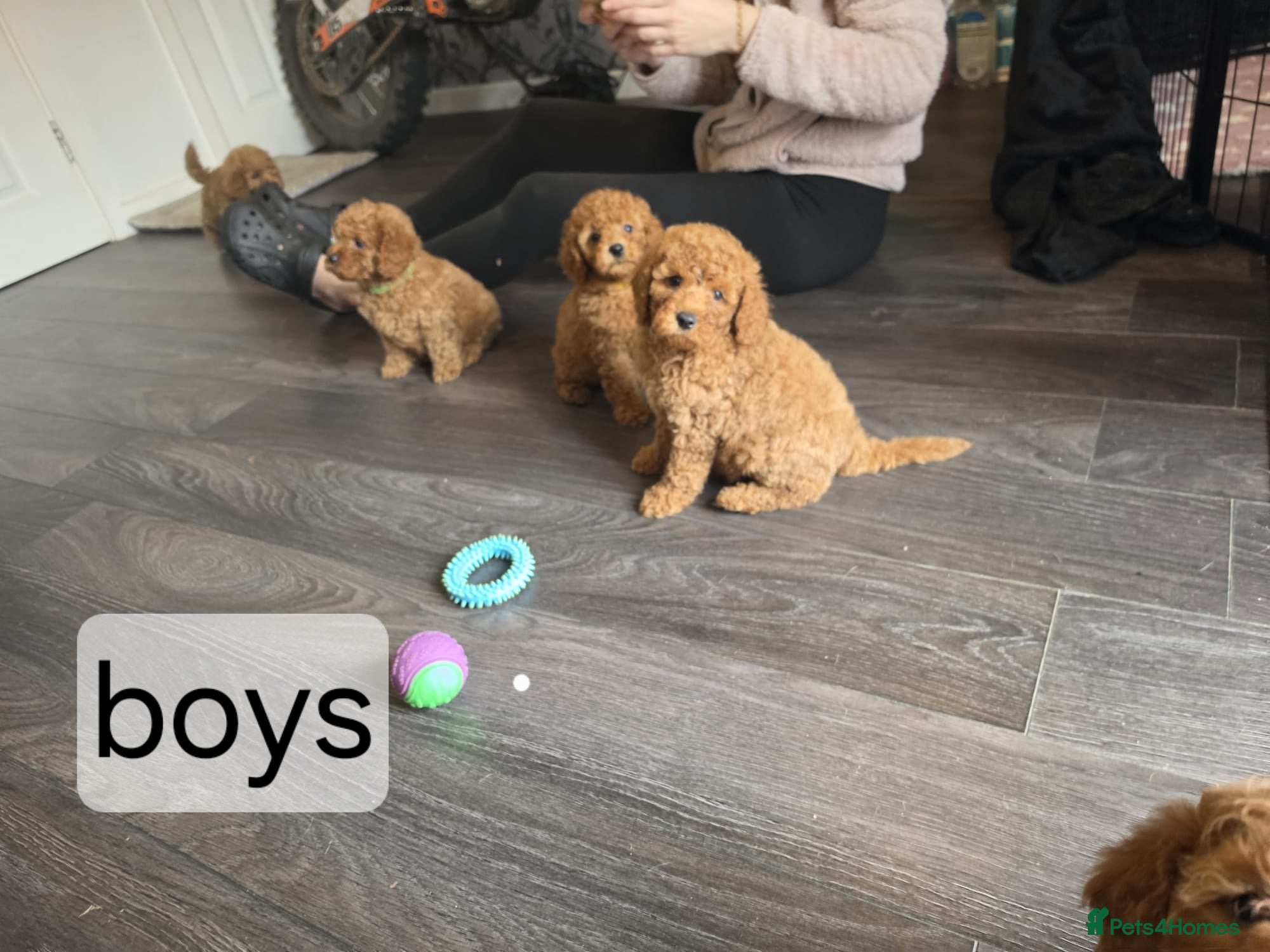 Cavapoo dogs 5 cavapoo pups ready to leave  - Advert 1