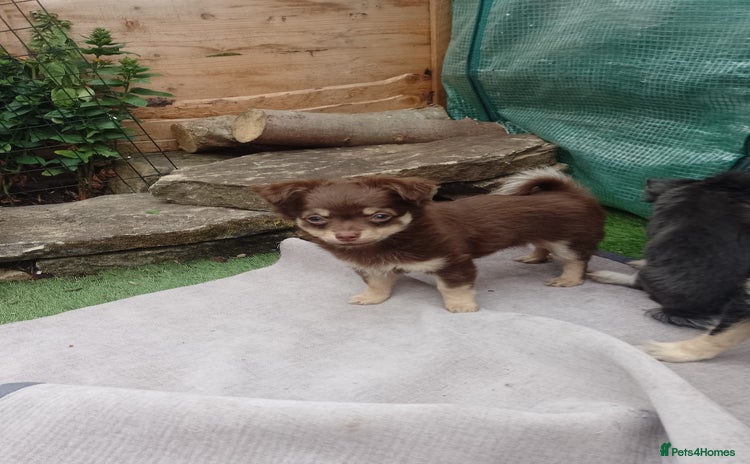 Chihuahua dogs - Advert 1