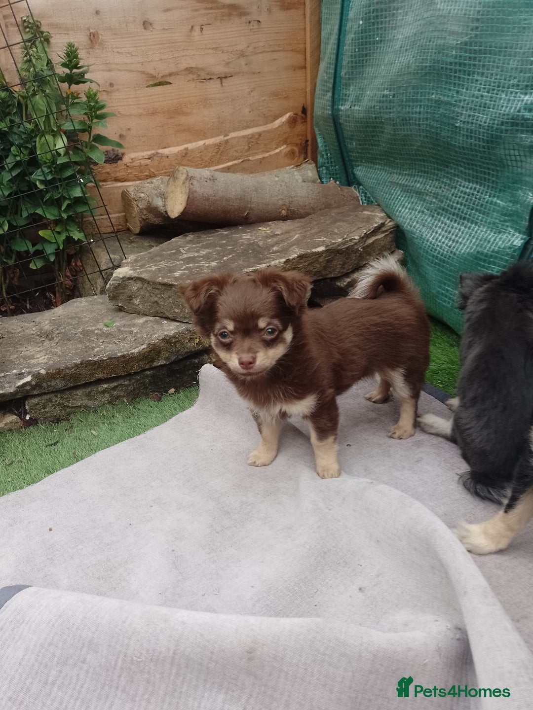 Chihuahua dogs for sale: Female Long Haired chihuahuas  - Image 1