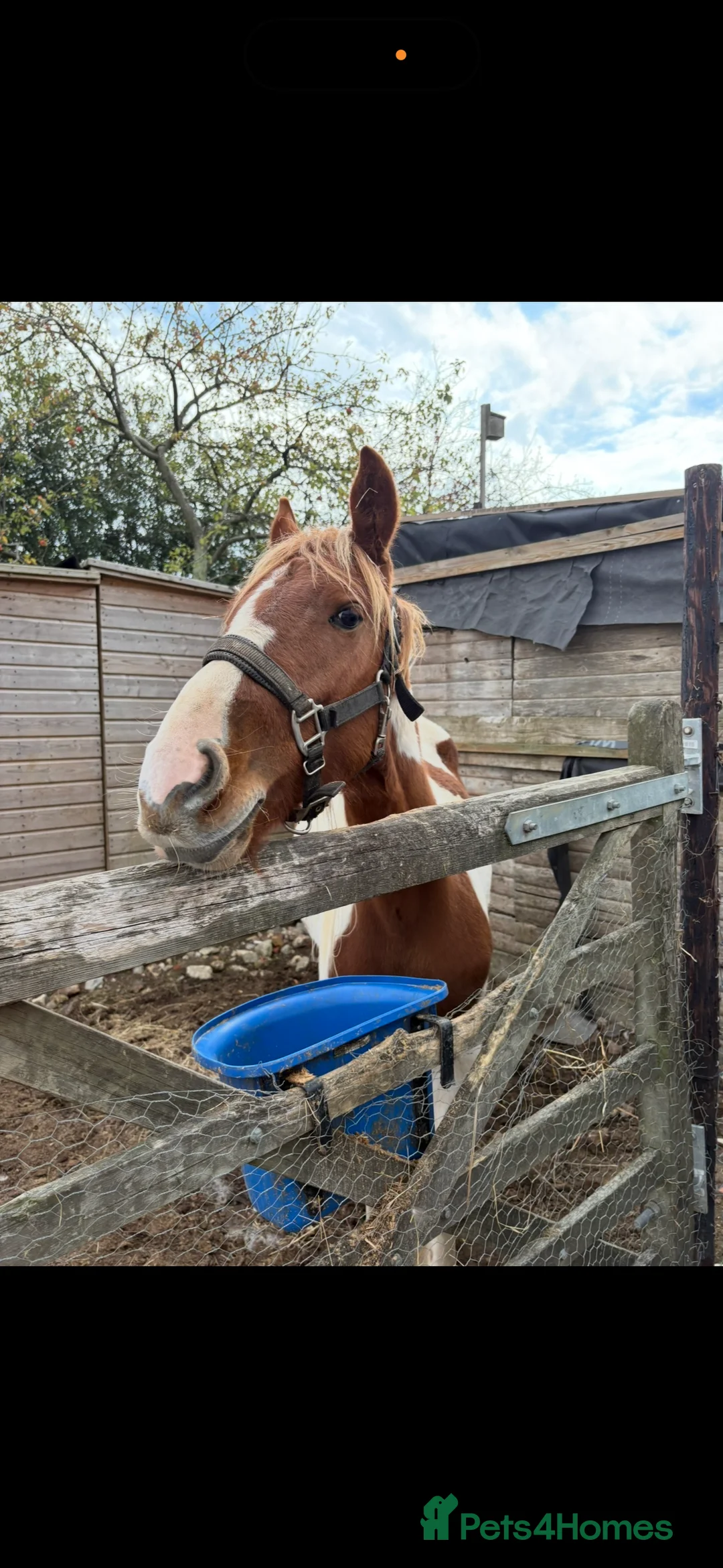 Welsh Section C horses for sale: Pablo - Advert 3