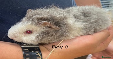 Guinea Pig rodents in Winsford - Advert 15