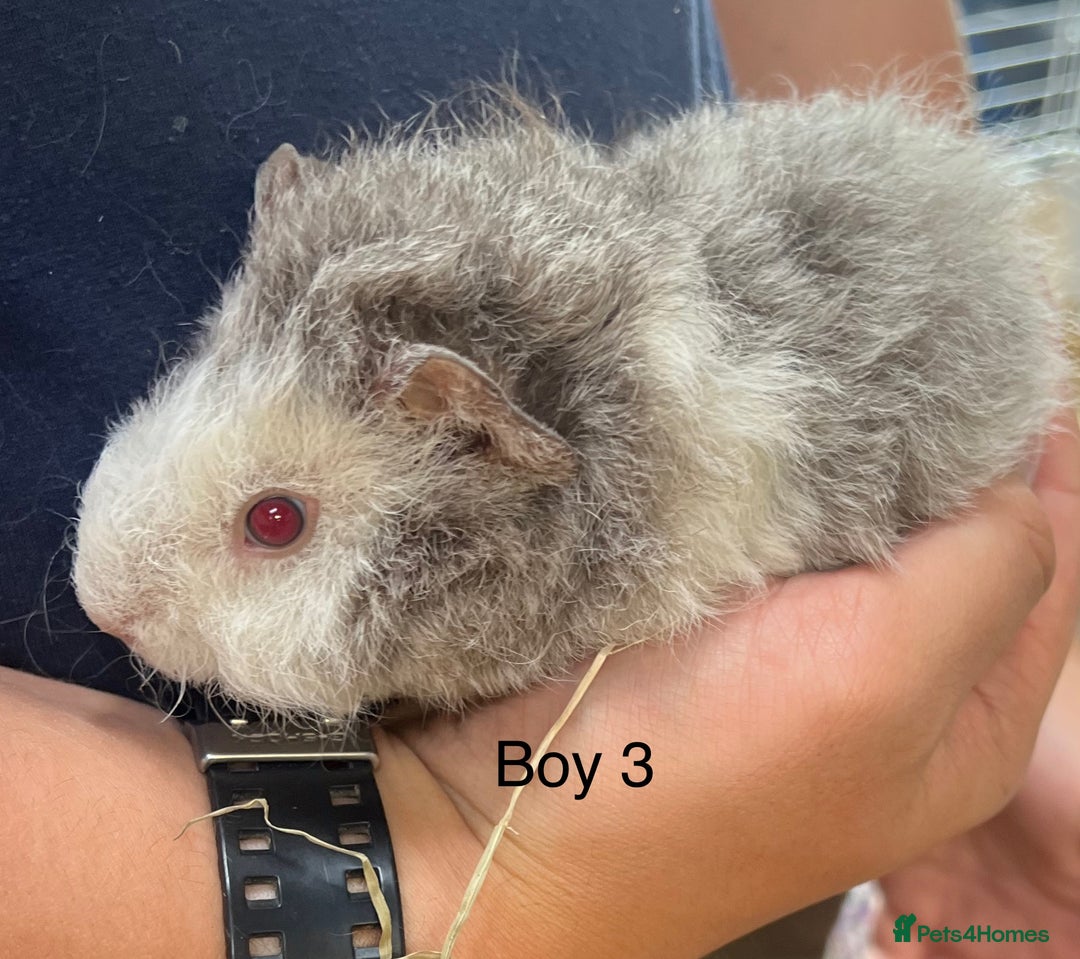 Guinea Pig rodents for sale: Baby guinea pigs for sale  in Winsford - Image 3