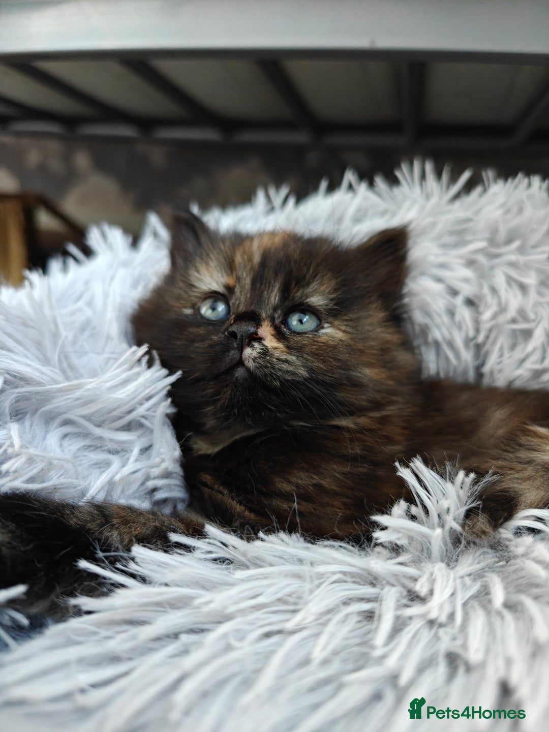 British Longhair cats for sale: British Longhair Cross Kittens  - Advert 6