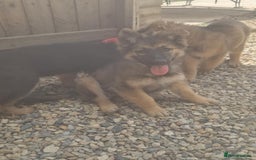 German Shepherd dogs for sale: German shepherd pups  - Image 6