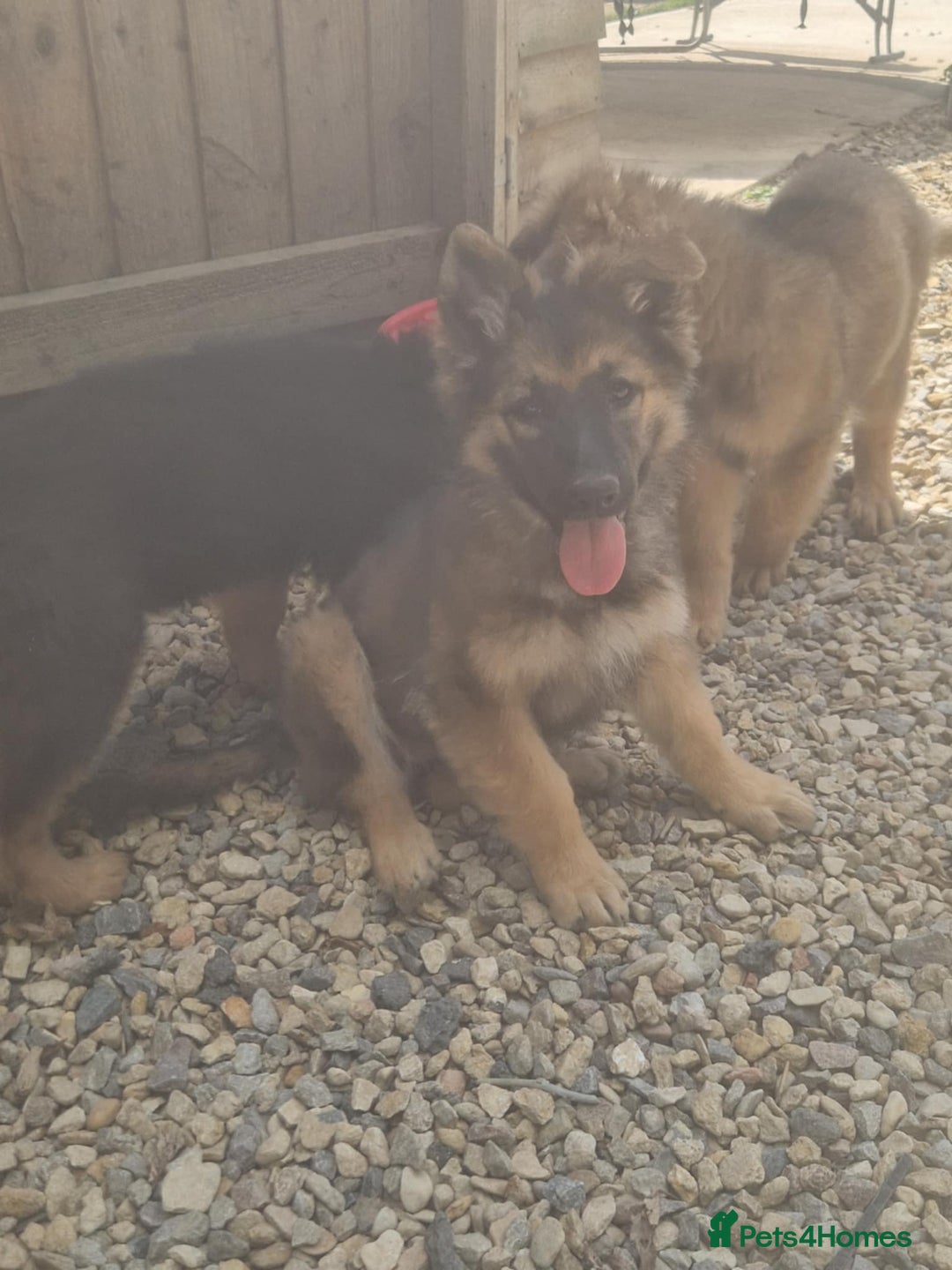 German Shepherd dogs for sale: German shepherd pups  - Image 6
