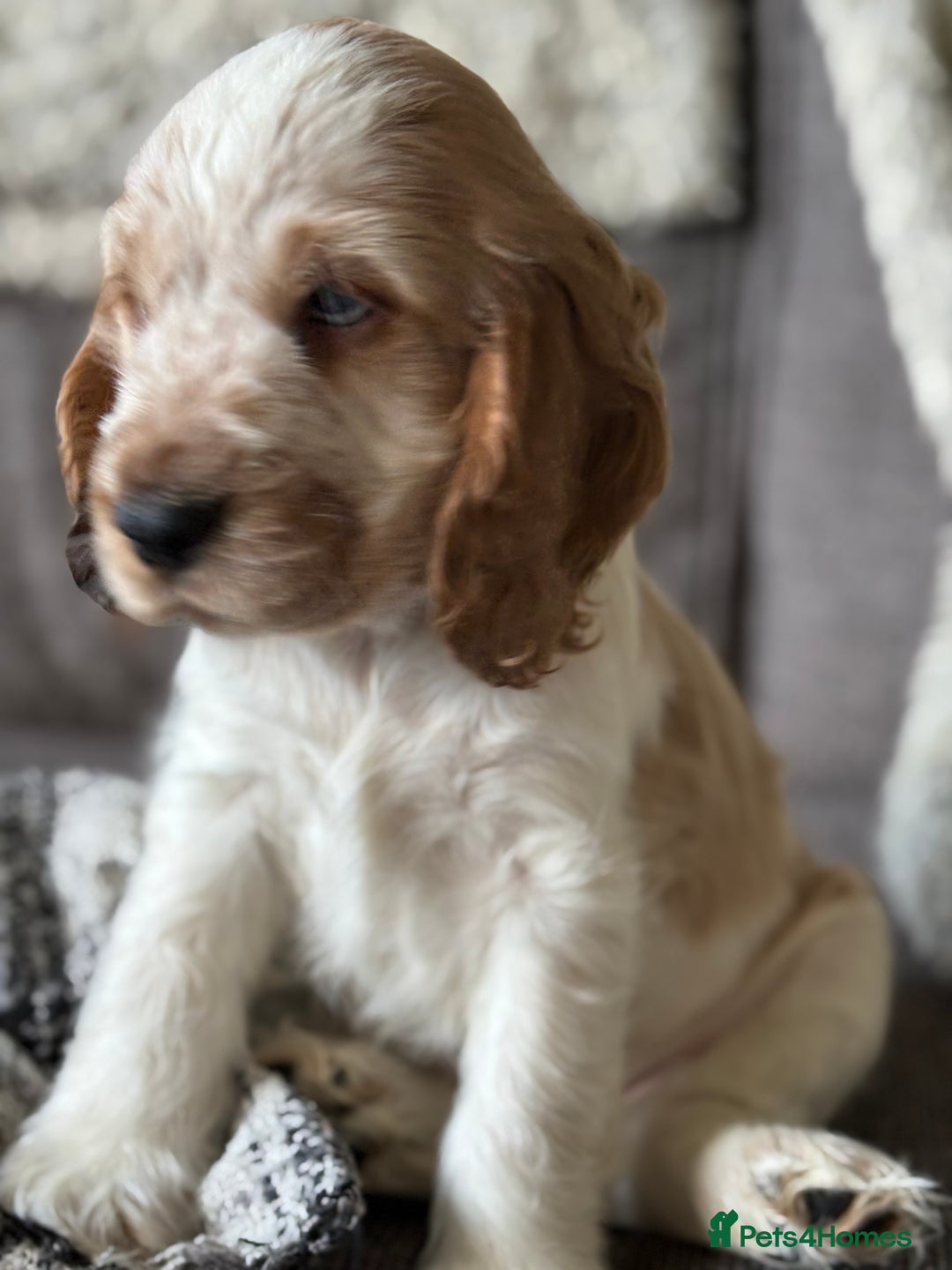 Cocker Spaniel dogs for sale: 2 orange roan cocker spaniels  - Advert 8