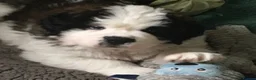 Saint Bernard dogs for sale: Rough Coated Pure St. Bernards - Advert 2