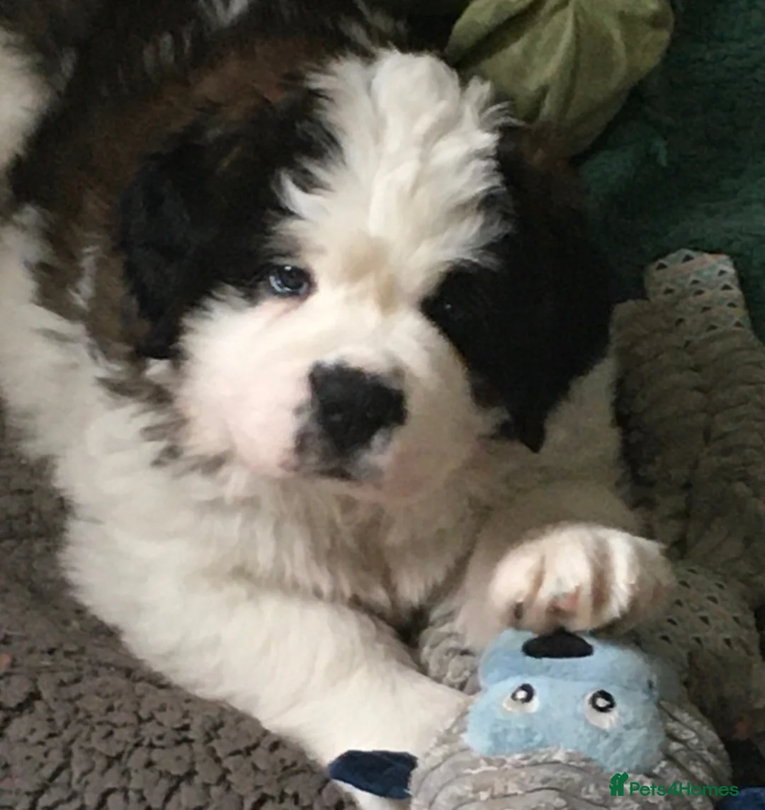 Saint Bernard dogs for sale: Rough Coated Pure St. Bernards - Advert 2