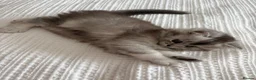 British Longhair cats for sale: Stunning British longhair x in Billingshurst - Advert 5
