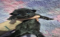 Mixed Breed cats for sale: Gorgeous kittens long and short haired - Image 33