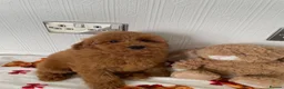 Cavapoochon dogs for sale: Adorable Cavapoochon puppies 💕 in Slough - Advert 3
