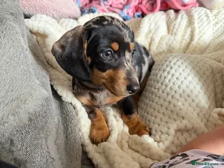 Miniature Dachshund dogs 🌼 Daisy 🌼 - Advert 2