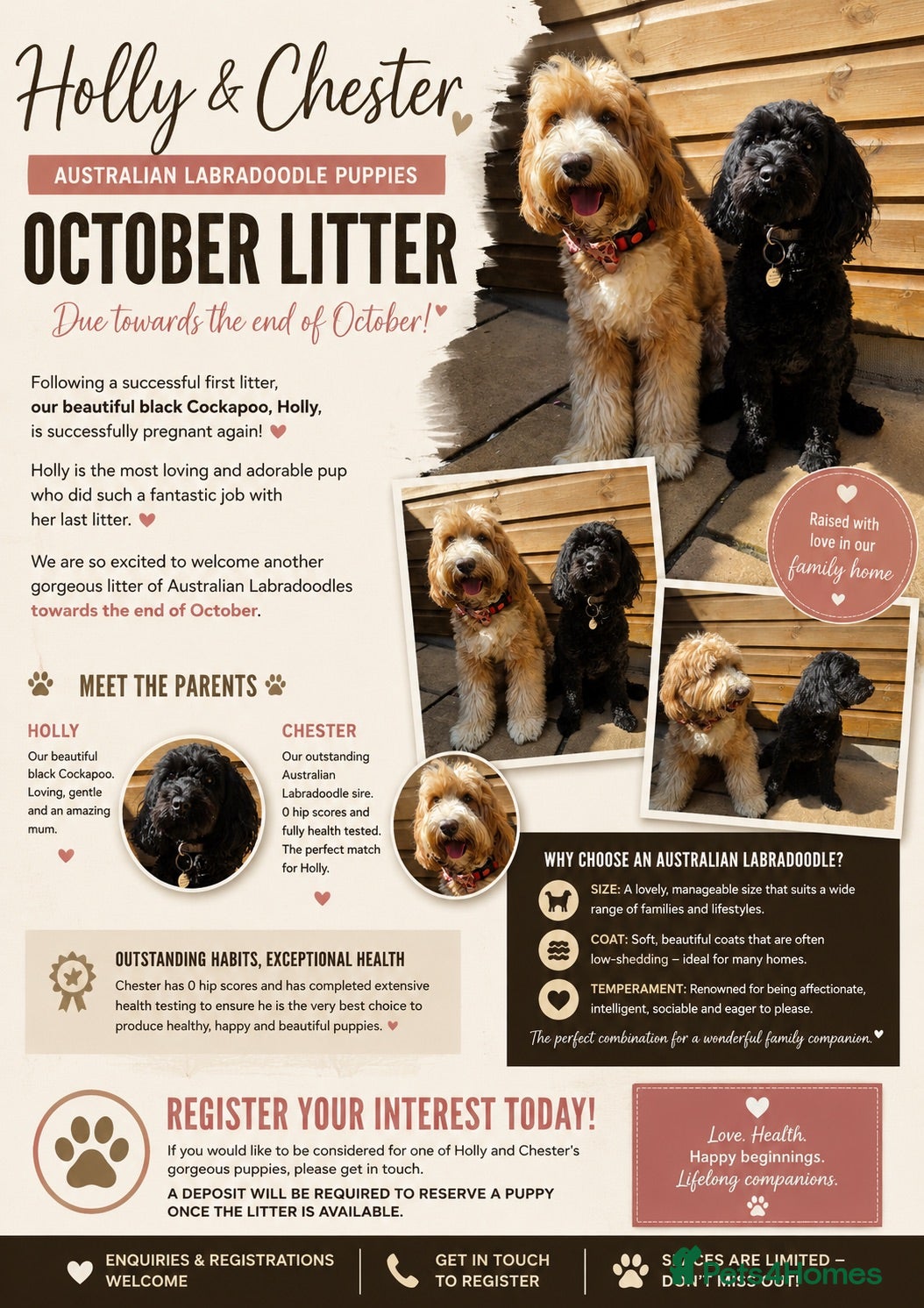 Mixed Breed dogs Labradoodle Puppies DUE towards end of Oct 2026 - Advert 2