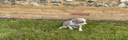 Italian Greyhound dogs for sale: Royal kennel club registered  - Advert 6