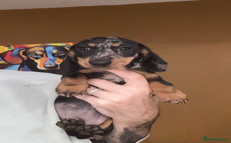 Miniature Dachshund dogs - Advert 3