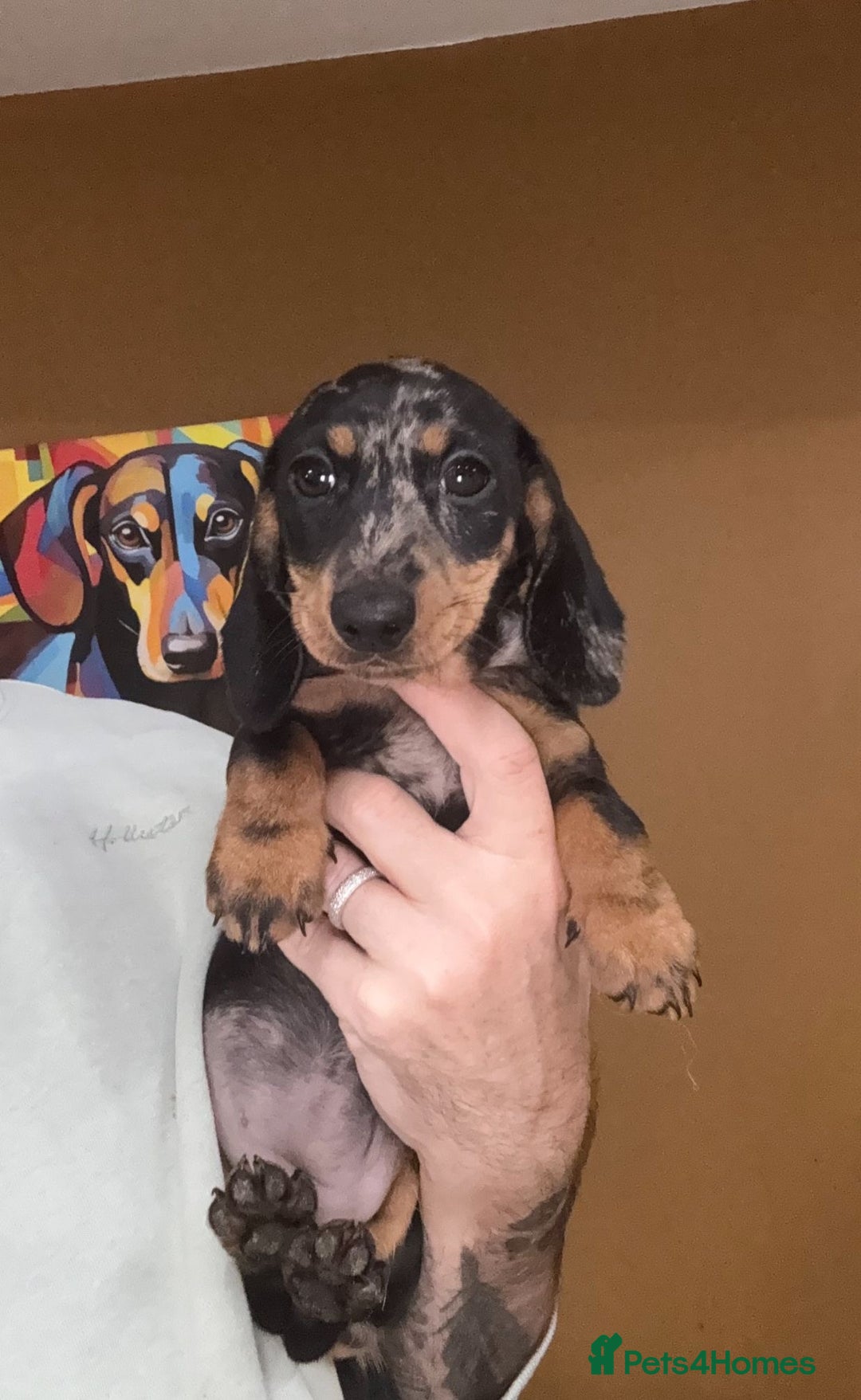 Miniature Dachshund dogs for sale: 🩷Stunning KC Mini Dachshund Puppies READY NOW  - Image 1