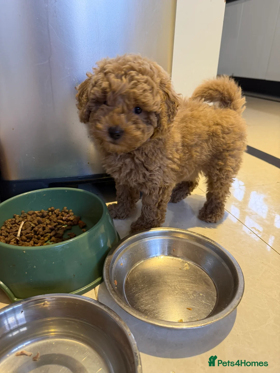 Maltipoo dogs for sale: Beautiful red multipoo for sale 2 boys 1 girl - Advert 13