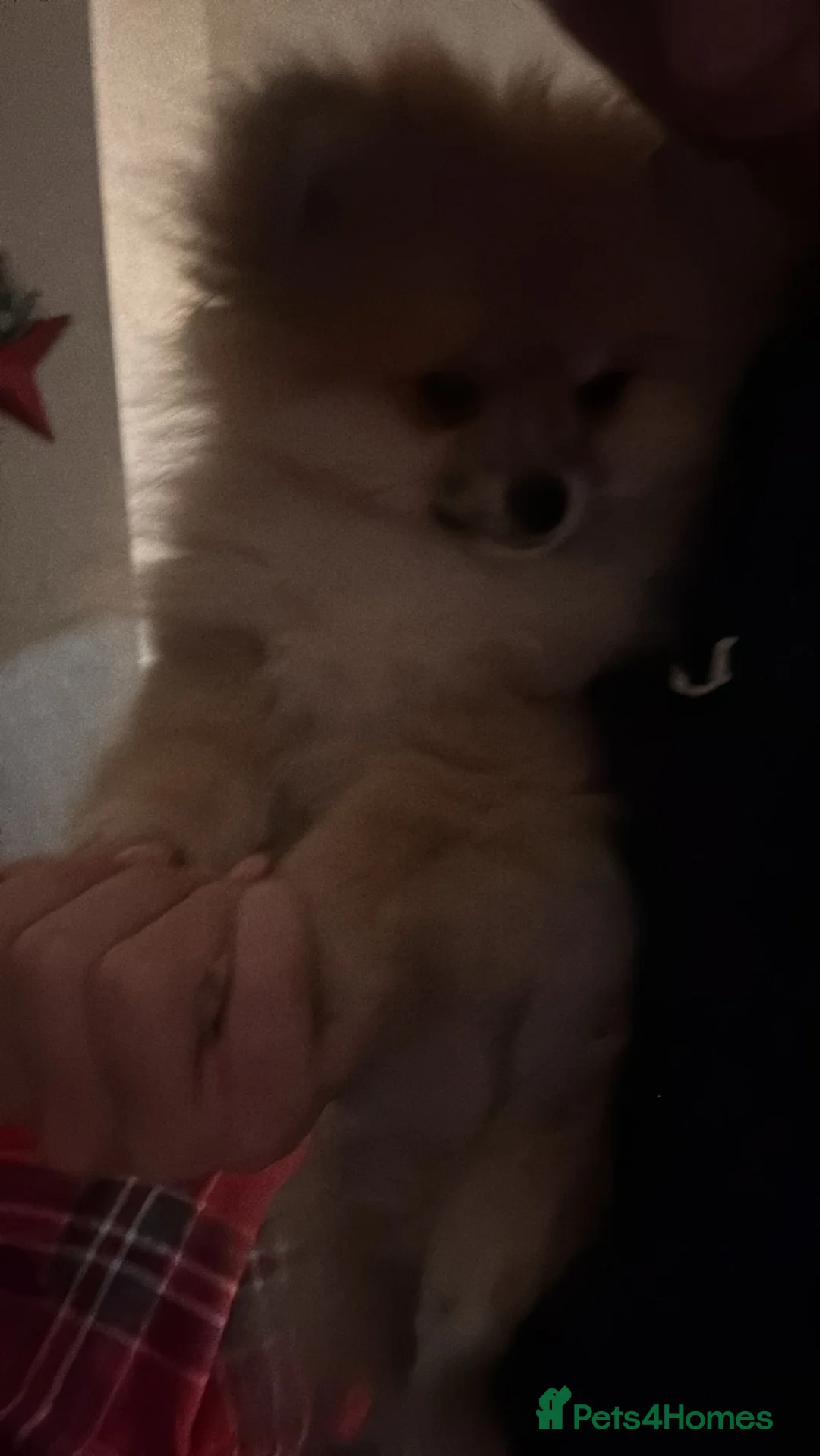 Pomeranian dogs for sale: Pomeranian  - Advert 8