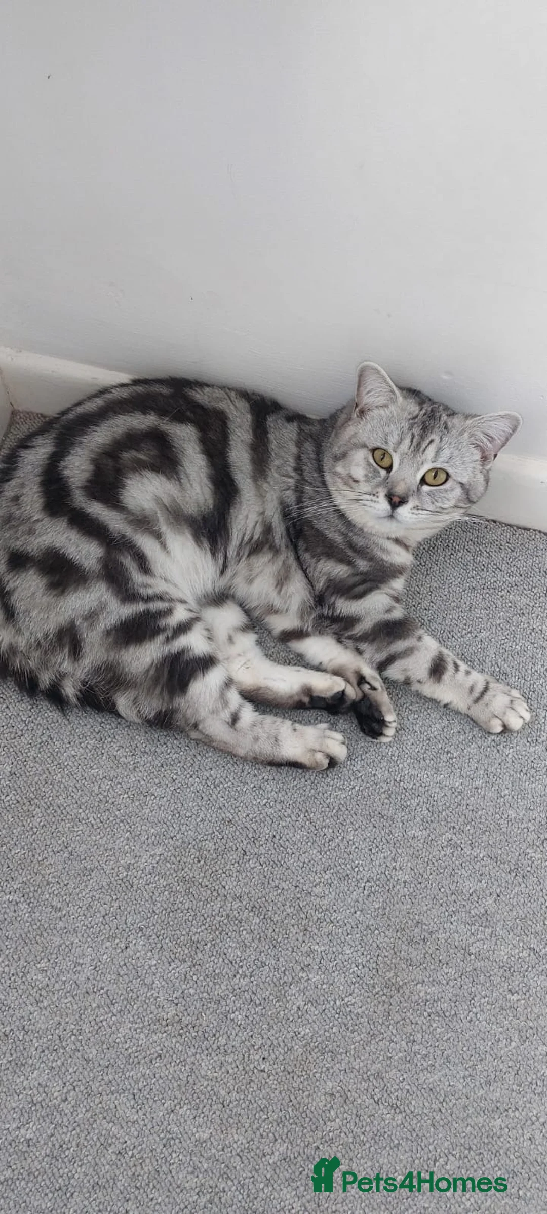 British Shorthair cats for sale: Tabby/spotted BSH kittens - Advert 23