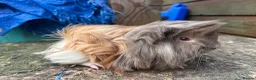 Guinea Pig rodents for sale: Beautiful long haired guinea pigs to reserve  - Advert 4